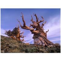 Foxtail Pine ancient trees at Schulman Grove, White Mountains, Inyo National Forest, California-Paper Art-42"x32"