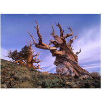 Foxtail Pine ancient trees at Schulman Grove, White Mountains, Inyo National Forest, California-Paper Art-50&quotx38"