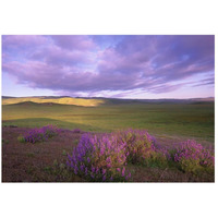 Large-leaved Lupine in bloom overlooking grassland, Carrizo Plain National Monument, California-Paper Art-26"x18"