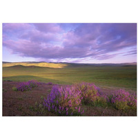 Large-leaved Lupine in bloom overlooking grassland, Carrizo Plain National Monument, California-Paper Art-32"x22"