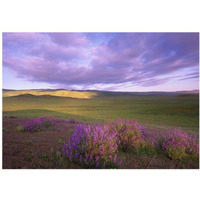 Large-leaved Lupine in bloom overlooking grassland, Carrizo Plain National Monument, California-Paper Art-38"x26"