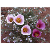 Sego Lily group, state flower of Utah with bulbous edible root, Canyonlands National Park, Utah-Paper Art-18"x14"