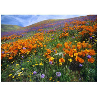 California Poppy and other wildflowers growing on hillside, spring, Antelope Valley, California-Paper Art-24"x17.62"