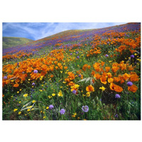 California Poppy and other wildflowers growing on hillside, spring, Antelope Valley, California-Paper Art-32"x23.3"