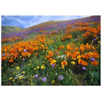 California Poppy and other wildflowers growing on hillside, spring, Antelope Valley, California-Paper Art-38"x27.56"