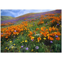 California Poppy and other wildflowers growing on hillside, spring, Antelope Valley, California-Paper Art-42"x30.4"