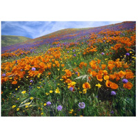 California Poppy and other wildflowers growing on hillside, spring, Antelope Valley, California-Paper Art-46"x33.24"