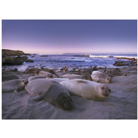 Northern Elephant Seal juveniles laying on the beach, Point Piedras Blancas, Big Sur, California-Paper Art-18"x14"