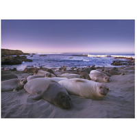 Northern Elephant Seal juveniles laying on the beach, Point Piedras Blancas, Big Sur, California-Paper Art-26"x20"