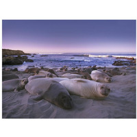 Northern Elephant Seal juveniles laying on the beach, Point Piedras Blancas, Big Sur, California-Paper Art-34"x26"