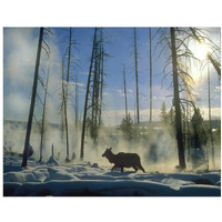 Elk female in the snow with steam rising from nearby hot spring, Yellowstone National Park, Wyoming-Paper Art-18"x14"