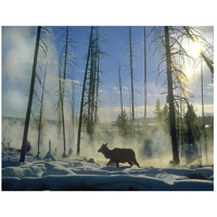 Elk female in the snow with steam rising from nearby hot spring, Yellowstone National Park, Wyoming-Paper Art-26"x20"