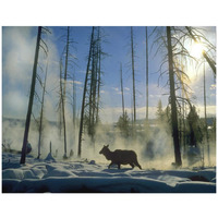 Elk female in the snow with steam rising from nearby hot spring, Yellowstone National Park, Wyoming-Paper Art-42"x32"