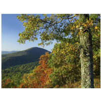 Broadleaf forest in fall colors as seen from Doyles River Overlook, Shenandoah National Park, Virginia-Paper Art-18"x14"