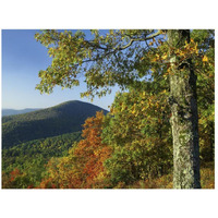 Broadleaf forest in fall colors as seen from Doyles River Overlook, Shenandoah National Park, Virginia-Paper Art-26"x20"