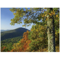 Broadleaf forest in fall colors as seen from Doyles River Overlook, Shenandoah National Park, Virginia-Paper Art-42"x32"