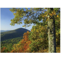 Broadleaf forest in fall colors as seen from Doyles River Overlook, Shenandoah National Park, Virginia-Paper Art-50&quotx38"