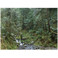 Cascade along Eagle Creek flowing through temperate old growth rainforest, Columbia River Gorge, Oregon-Paper Art-42&quotx32"