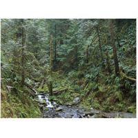 Cascade along Eagle Creek flowing through temperate old growth rainforest, Columbia River Gorge, Oregon-Paper Art-50"x38"