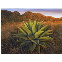 Agave plants and Chisos Mountains seen from Chisos Basin, Big Bend National Park, Chihuahuan Desert, Texas-Paper Art-18"x14"