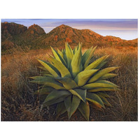 Agave plants and Chisos Mountains seen from Chisos Basin, Big Bend National Park, Chihuahuan Desert, Texas-Paper Art-26"x20"