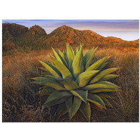 Agave plants and Chisos Mountains seen from Chisos Basin, Big Bend National Park, Chihuahuan Desert, Texas-Paper Art-34"x26"