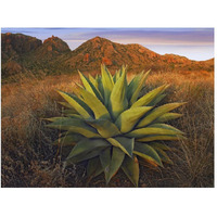 Agave plants and Chisos Mountains seen from Chisos Basin, Big Bend National Park, Chihuahuan Desert, Texas-Paper Art-50&quotx38"