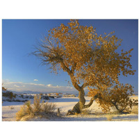 Fremont Cottonwood tree single tree in desert, White Sands National Monument, Chihuahuan Desert New Mexico-Paper Art-18"x14"