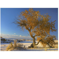 Fremont Cottonwood tree single tree in desert, White Sands National Monument, Chihuahuan Desert New Mexico-Paper Art-26"x20"