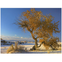 Fremont Cottonwood tree single tree in desert, White Sands National Monument, Chihuahuan Desert New Mexico-Paper Art-42"x32"