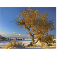 Fremont Cottonwood tree single tree in desert, White Sands National Monument, Chihuahuan Desert New Mexico-Paper Art-50"x38"