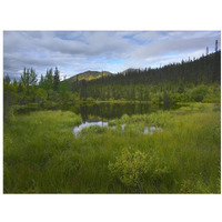 Boreal forest with pond and Antimony Mountain in the background, Ogilvie Mountains, Yukon Territory, Canada-Paper Art-18"x14"