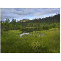 Boreal forest with pond and Antimony Mountain in the background, Ogilvie Mountains, Yukon Territory, Canada-Paper Art-26"x20"