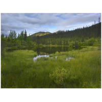 Boreal forest with pond and Antimony Mountain in the background, Ogilvie Mountains, Yukon Territory, Canada-Paper Art-42"x32"