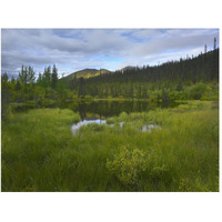 Boreal forest with pond and Antimony Mountain in the background, Ogilvie Mountains, Yukon Territory, Canada-Paper Art-50"x38"