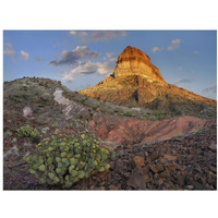 Prickly Pear Cactus at Cerro Castellan, Chihuahuan Desert, Big Bend National Park, Chihuahuan Desert, Texas-Paper Art-18&quotx14"