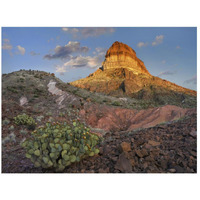 Prickly Pear Cactus at Cerro Castellan, Chihuahuan Desert, Big Bend National Park, Chihuahuan Desert, Texas-Paper Art-26"x20"