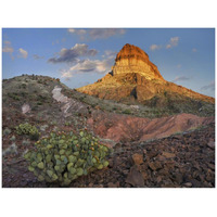 Prickly Pear Cactus at Cerro Castellan, Chihuahuan Desert, Big Bend National Park, Chihuahuan Desert, Texas-Paper Art-42"x32"