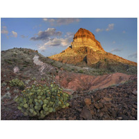 Prickly Pear Cactus at Cerro Castellan, Chihuahuan Desert, Big Bend National Park, Chihuahuan Desert, Texas-Paper Art-50"x38"