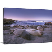 Northern Elephant Seal juveniles laying on the beach, Point Piedras Blancas, Big Sur, California-Canvas Art-32"x24"