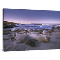 Northern Elephant Seal juveniles laying on the beach, Point Piedras Blancas, Big Sur, California-Canvas Art-40"x30"