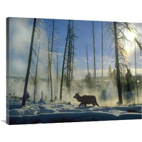 Elk female in the snow with steam rising from nearby hot spring, Yellowstone National Park, Wyoming-Canvas Art-40"x30"