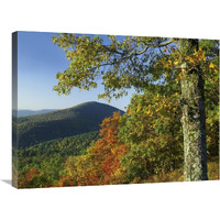 Broadleaf forest in fall colors as seen from Doyles River Overlook, Shenandoah National Park, Virginia-Canvas Art-32"x24"