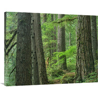 Old growth forest of Western Red Cedar Grove of the Patriarchs, Mount Rainier National Park, Washington-Canvas Art-40"x30"