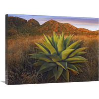 Agave plants and Chisos Mountains seen from Chisos Basin, Big Bend National Park, Chihuahuan Desert, Texas-Canvas Art-32&quotx24"