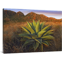 Agave plants and Chisos Mountains seen from Chisos Basin, Big Bend National Park, Chihuahuan Desert, Texas-Canvas Art-40"x30"