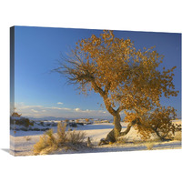 Fremont Cottonwood tree single tree in desert, White Sands National Monument, Chihuahuan Desert New Mexico-Canvas Art-32&quotx24"