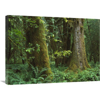 Moss-covered trees and dense undergrowth in the Hoh Temperate Rainforest, Olympic National Park, Washington-Canvas Art-32"x24"