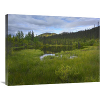 Boreal forest with pond and Antimony Mountain in the background, Ogilvie Mountains, Yukon Territory, Canada-Canvas Art-32&quotx24"