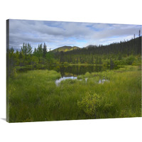 Boreal forest with pond and Antimony Mountain in the background, Ogilvie Mountains, Yukon Territory, Canada-Canvas Art-40"x30"